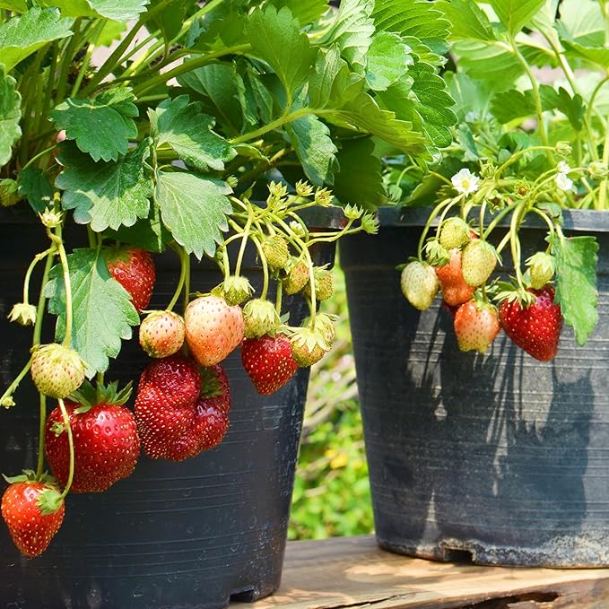 20445